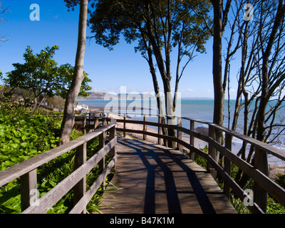 Vue depuis une passerelle à l'ensemble des bois de la baie de Lyme avec la Côte jurassique dans la distance Banque D'Images