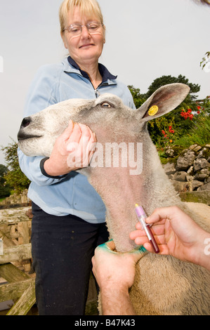 Échantillon de sang d'être déchargées d'un mouton bleu face Leicester par vet tout en tenant l'animal est agriculteur Banque D'Images