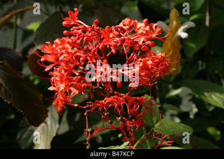 Gloire flamboyante Bower aka fleur pagode, Javanais ou Glorybower Salvia géant, Clerodendrum speciosissimum, Lamiaceae Banque D'Images