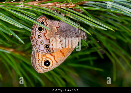 Paramacera allyni satyre pin Banque D'Images