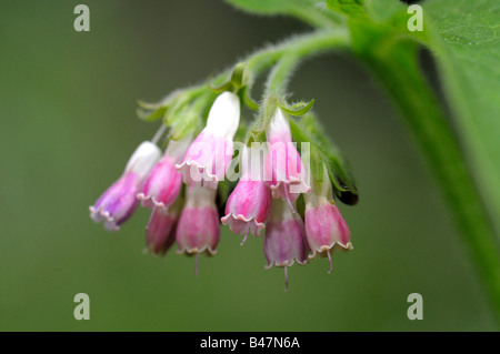 Symphytum officinale Consoude (commune), fleurs Banque D'Images