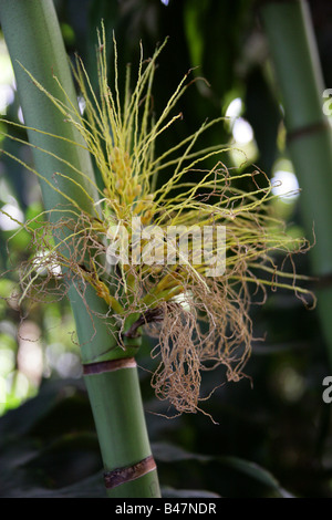 Areca Palm aka triandra Palm cling Betel Nut Bunga ou Pinang Areca triandra. Inde et Malaisie, Asie du Sud-est. Banque D'Images