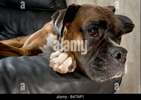 Close up d'un boxer blanc et marron chien sur un fauteuil en cuir noir à la triste Banque D'Images