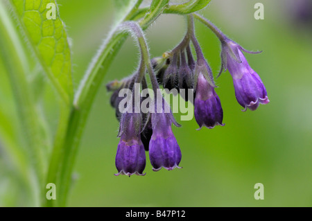 Symphytum officinale Consoude (commune), fleurs Banque D'Images