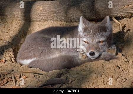 Se réveiller le renard arctique. Banque D'Images