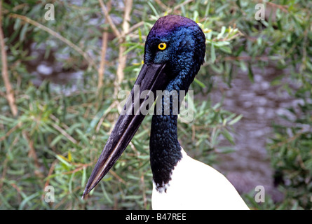 Chef d'un Jabiru, ou Black-necked Stork (Ephippiorhynchus asiaticus), la cigogne seulement trouvés en Australie. Banque D'Images