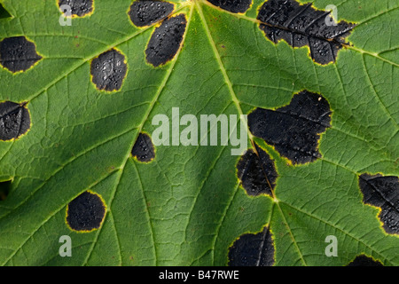 Champignon Rhytisma acerinum tache goudronneuse sur platane Platanus occidentalis Banque D'Images