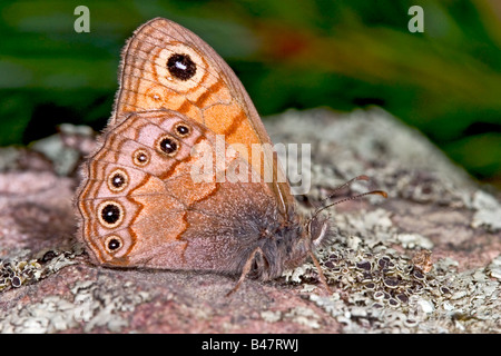 Paramacera allyni satyre pin Banque D'Images