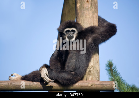 White remis Gibbon Banque D'Images