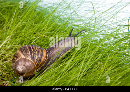 Escargot ramper dans l'herbe du jardin vers le bord Banque D'Images