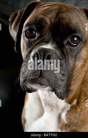 Gros plan d'un mignon petit chien boxer blanc et marron Banque D'Images