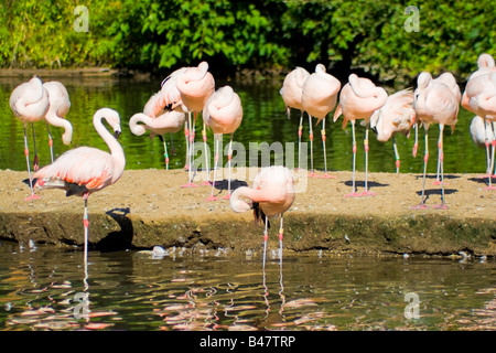 Un groupe d'oiseaux de flamants roses dans l'eau Banque D'Images