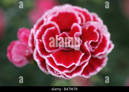 Une rose rose Banque D'Images