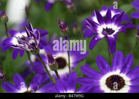 Un gros plan de fleurs violet et blanc au soleil Banque D'Images