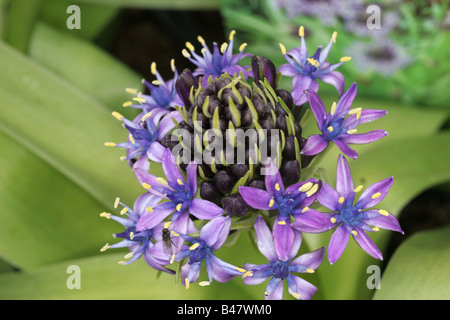 Un gros plan sur une fleur pourpre avec un insecte sur un pétale Banque D'Images