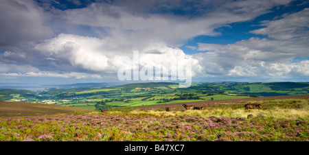 Poneys Exmoor broutent parmi la floraison heather sur Dunkery Hill en été, le Parc National d'Exmoor Angleterre Somerset Banque D'Images