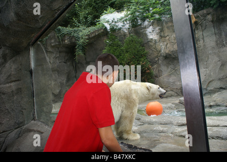 Exposition L'ours polaire Banque D'Images