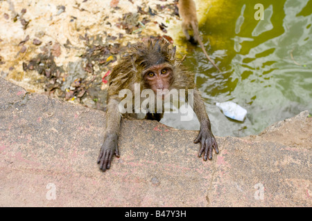 Wat Khao Lad le 'Monkey' Temple Banque D'Images