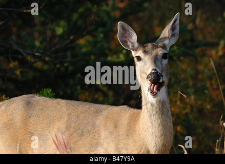 Whitetail deer doe 0804 Banque D'Images