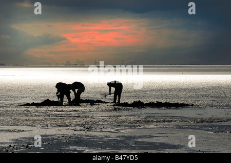 Bait diggers travaillant sur le laver avec des turbines de vent dans l'arrière-plan Norfolk UK Août Banque D'Images