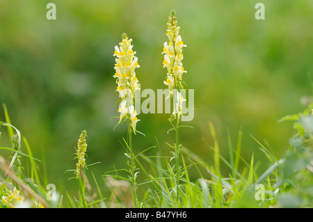 La linaire commune Linaria vulgaris pics de floraison sur roaside verge Norfolk UK Septembre Banque D'Images