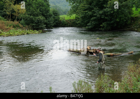 La pêche de mouche pour la truite et l'ombre sur la rivière Wye Monsal dale Peak District UK Septembre Banque D'Images