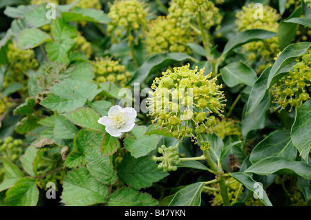 La fin de l'été haie de lierre Hedera helix et Bramble fleurs Norfolk UK Septembre Banque D'Images