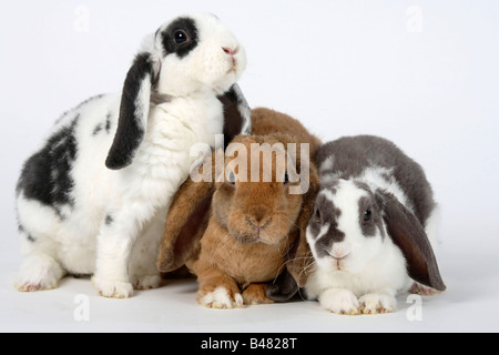 Lapins nains Bélier Rex hibou blanc lilas et bleu blanc 14 semaines et 17 semaines d'abricot lapin domestique Banque D'Images