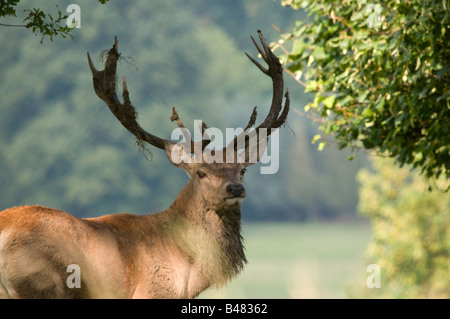 Homme Red Deer stag (cervus elephus) Derbyshire Peak District en Angleterre Banque D'Images