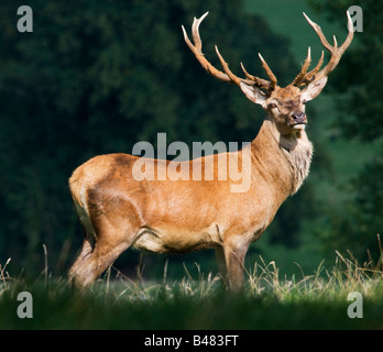 Homme Red Deer stag (cervus elephus) Derbyshire Peak District en Angleterre Banque D'Images