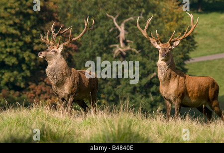 Mâle, Rouge berghoff (cervus elephus) Derbyshire Peak District en Angleterre Banque D'Images