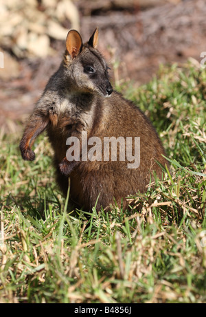 Rock wallaby à queue en brosse d'alerte permanent Banque D'Images