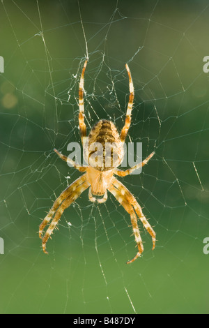 Jardin araignée (spider), Diadème Araneus diadematus. Surrey, UK Banque D'Images