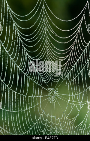 Rosée sur spider's web orb. Surrey, UK Banque D'Images