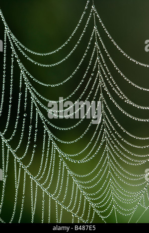 Rosée sur spider's web orb. Surrey, UK Banque D'Images