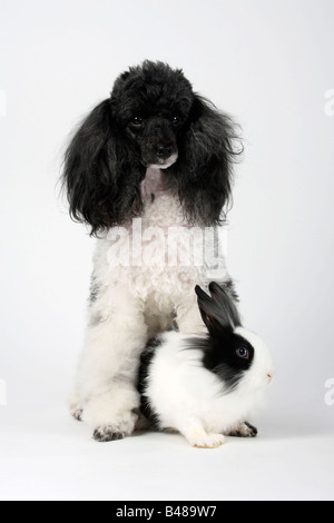 Caniche miniature et d'une crinière de lion arlequin noir et blanc lapin nain 13 semaines lapin domestique Banque D'Images