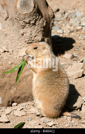 Queue noire de La Prairie Dog eating Banque D'Images