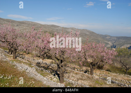 Verger en terrasses d'amandiers en fleurs près de Benimaurell, Marina Alta, Province d'Alicante, Communauté Valencienne, Espagne Banque D'Images