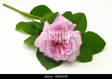 Le chou Rose, Provence Rose (Rosa Centifolia x), variété : Fantin Latour, fleur, studio photo Banque D'Images