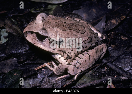 Grande grenouille Grande rivière interdit interdit grenouille Mixophyes fasciolatus Myobatrachidae la nuit dans rainforest Queensland Australie Banque D'Images