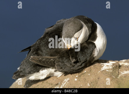 Zoologie / animaux / oiseau, aviaire, Macareux moine (Fratercula arctica), oiseau sur la roche, l'Islande, la distribution : îles de l'Océan Atlantique du Nord, d'Amérique du Polar Sea, côte ouest de l'Afrique du Nord, l'Additional-Rights Clearance-Info-Not-Available- Banque D'Images