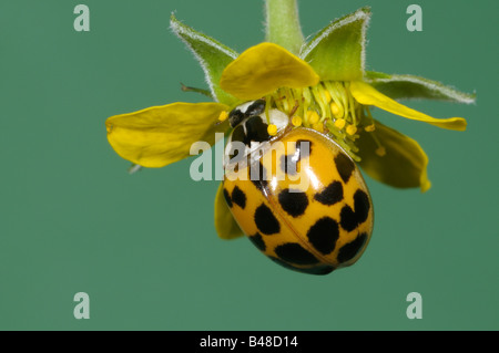 Coccinelle asiatique (Harmonia axyridis), l'insecte sur la fleur Banque D'Images