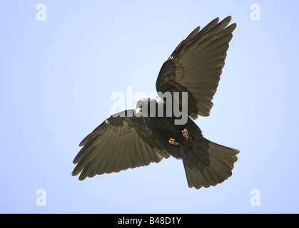 Zoologie / animaux, oiseaux / aviaire, Alpine Chough Pyrrhocorax graculus), (, voler, Grossglockner, Autriche, ditribution : hautes montagnes d'Europe centrale et Europe du Sud, Afrique du Nord, en Asie, en Additional-Rights Clearance-Info-Not-Available Banque D'Images