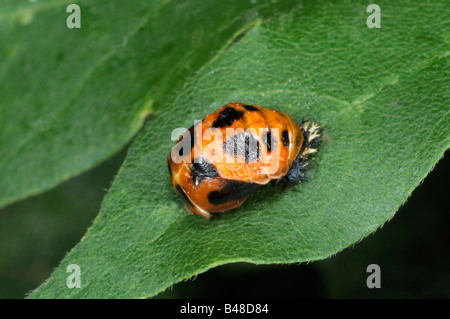 Coccinelle asiatique (Harmonia axyridis), pupe on leaf Banque D'Images