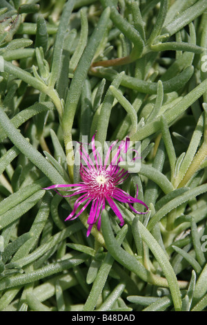 Hottentots carpobrotus fig flower Banque D'Images
