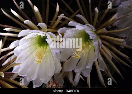 Gros plan de la fleur de la reine-de-la-nuit-cactus Banque D'Images