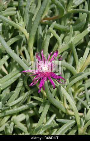 Hottentots carpobrotus fig flower Banque D'Images