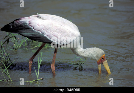 Zoologie / animaux, oiseaux, cigognes / aviaire, jaune-billed Stork (Mycteria ibis), permanent, dans l'eau, chasse, Masai Mara, Kenya, répartition géographique : Afrique, Additional-Rights Clearance-Info-Not-Available- Banque D'Images