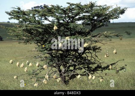 Zoologie / animaux, oiseaux, Widowbirds / aviaire, des Ploceidae) (arbre, avec des nids, Masai Mara, Kenya, répartition géographique : Afrique, Australie, Europe, Asie,-Additional-Rights Clearance-Info-Not-Available Banque D'Images