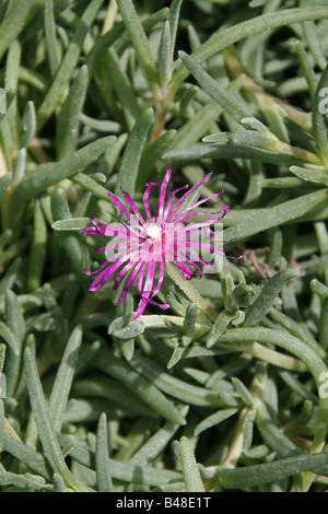 Hottentots carpobrotus fig flower Banque D'Images